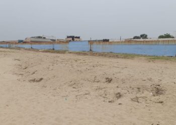 Ipomoea, the green cover for coastal safety, is in danger