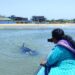 Juvenile Whale Sharks spotted off Neelankarai coast; TREE Foundation follows up