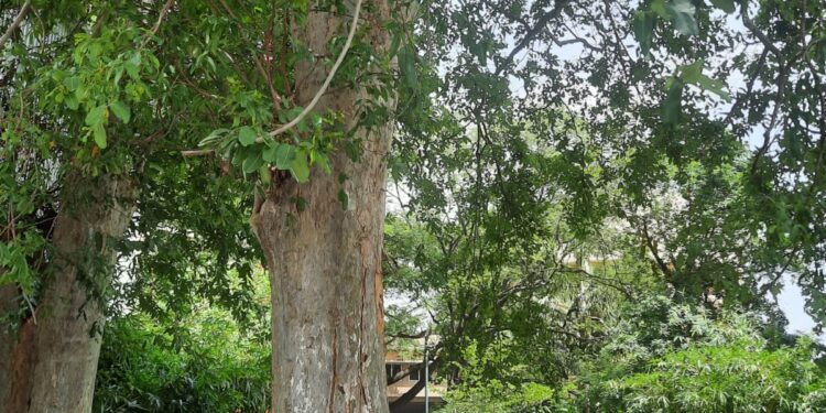 A walk with the Heritage trees of Chennai