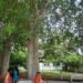 A walk with the Heritage trees of Chennai