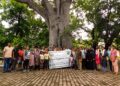 A walk with the Heritage trees of Chennai