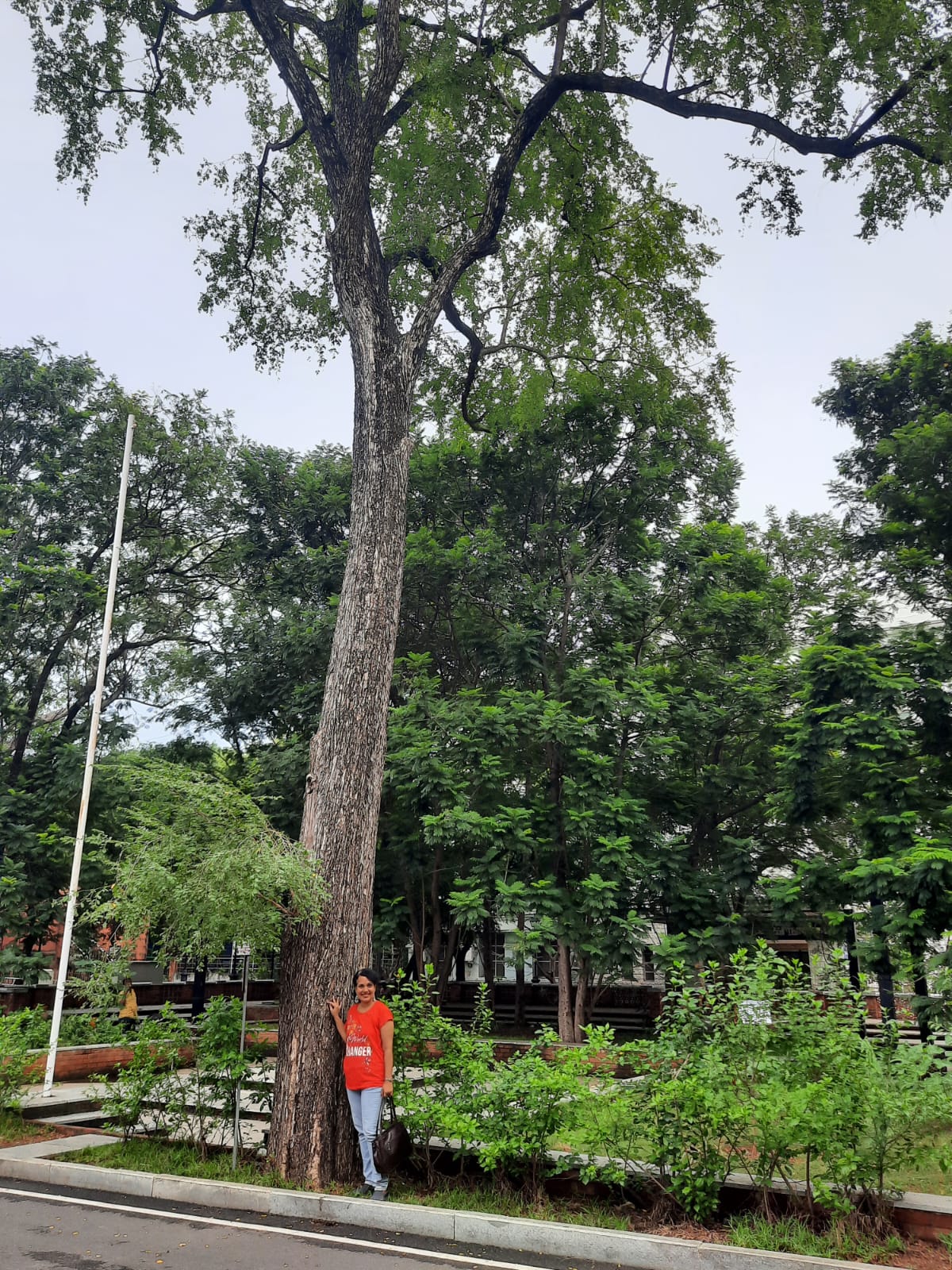 A Walk With The Heritage Trees Of Chennai – Adyar Times