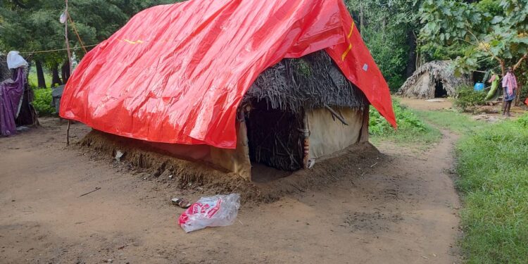 Bringing Irulas out of danger