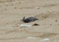 Bon voyage Olive Ridley turtle hatchlings!
