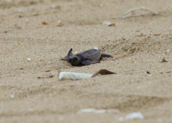 Bon voyage Olive Ridley turtle hatchlings!