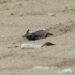 Bon voyage Olive Ridley turtle hatchlings!