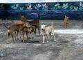 Corporation tightens rein on pet owners