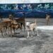 Corporation tightens rein on pet owners