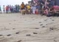 Turtle Nesting season comes to an end; Tamil Nadu Forest Department releases record number of  turtles