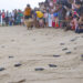 Turtle Nesting season comes to an end; Tamil Nadu Forest Department releases record number of  turtles
