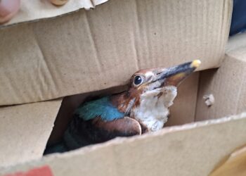 Compassionate hearts: Saving baby mynah and woodpecker