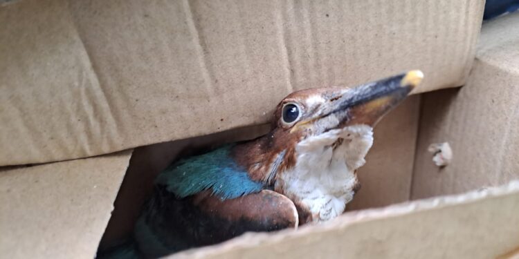 Compassionate hearts: Saving baby mynah and woodpecker