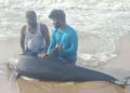 Injured Melon-Headed Whale saved and released by local fishermen and TREE Foundation team