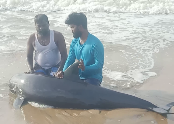 Injured Melon-Headed Whale saved and released by local fishermen and TREE Foundation team