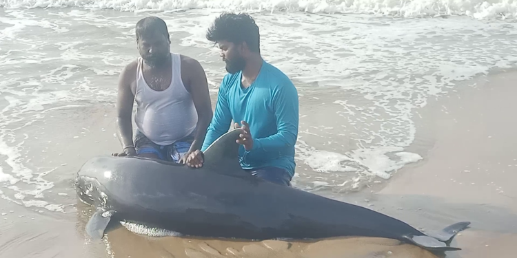 Injured Melon-Headed Whale saved and released by local fishermen and TREE Foundation team