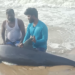 Injured Melon-Headed Whale saved and released by local fishermen and TREE Foundation team