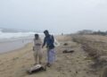 Chennai’s beaches witness tragic surge in turtle deaths