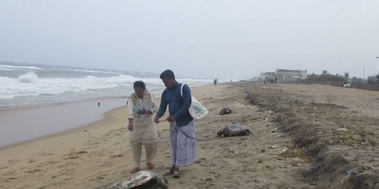 Chennai’s beaches witness tragic surge in turtle deaths