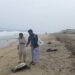 Chennai’s beaches witness tragic surge in turtle deaths