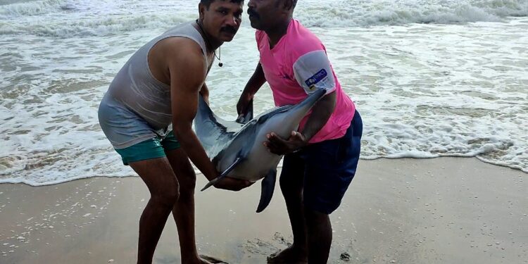 Coastal communities champion marine conservation in Tamil Nadu
