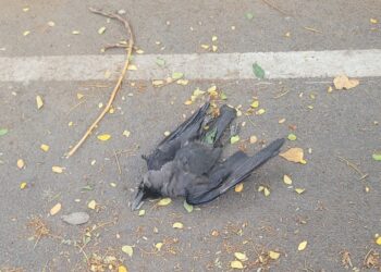 Help the poor crows!