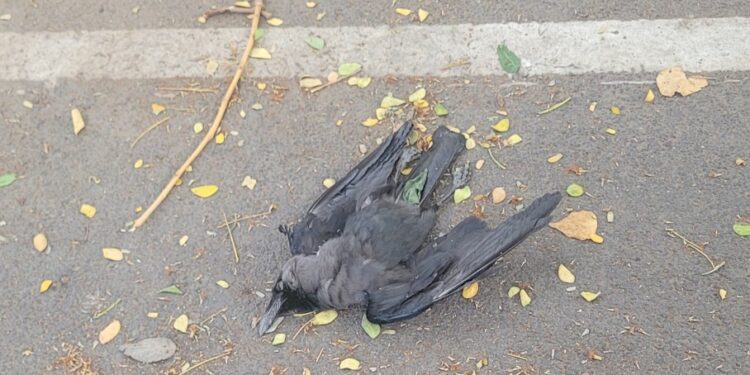 Help the poor crows!