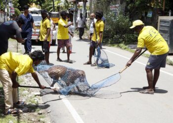 Chennai Corporation Intensifies Efforts to Control Stray Dog Population