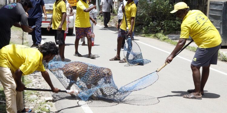 Chennai Corporation Intensifies Efforts to Control Stray Dog Population