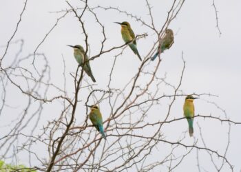 Adyar Estuary: A Haven For Avian Species