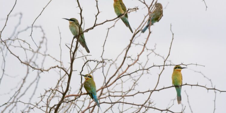 Adyar Estuary: A Haven For Avian Species